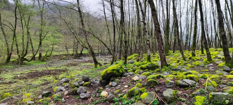پارک جنگلی خرما - تصویر 6