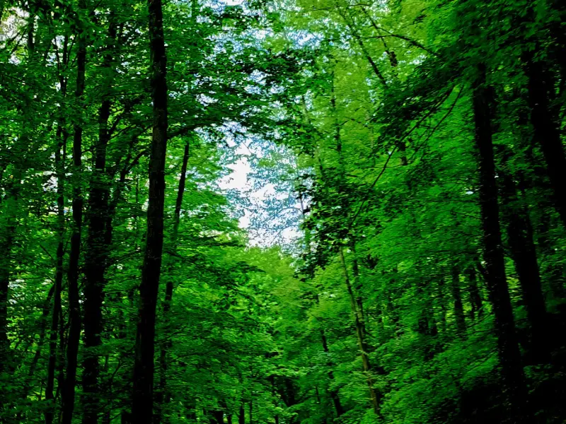 جنگل نرگسی - تصویر 7