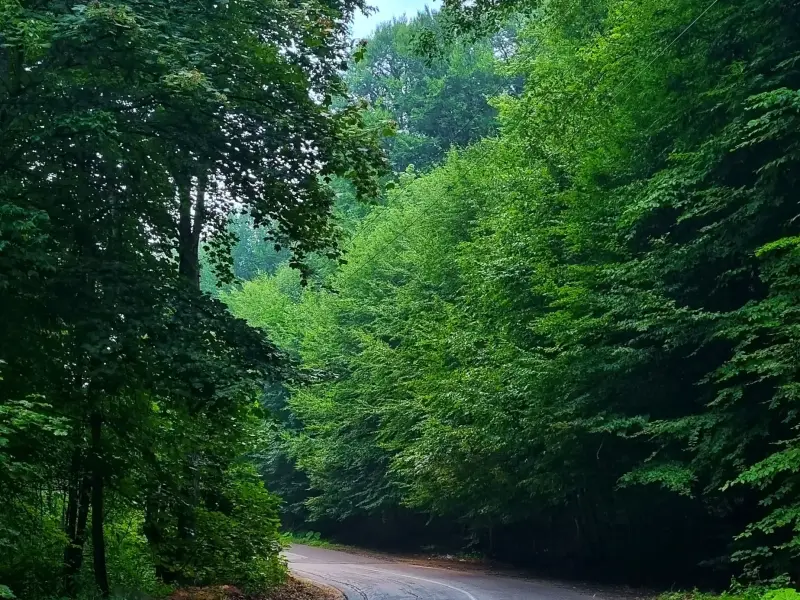 جنگل نرگسی