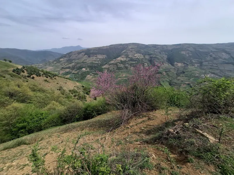 جنگل چهل چای - تصویر 1