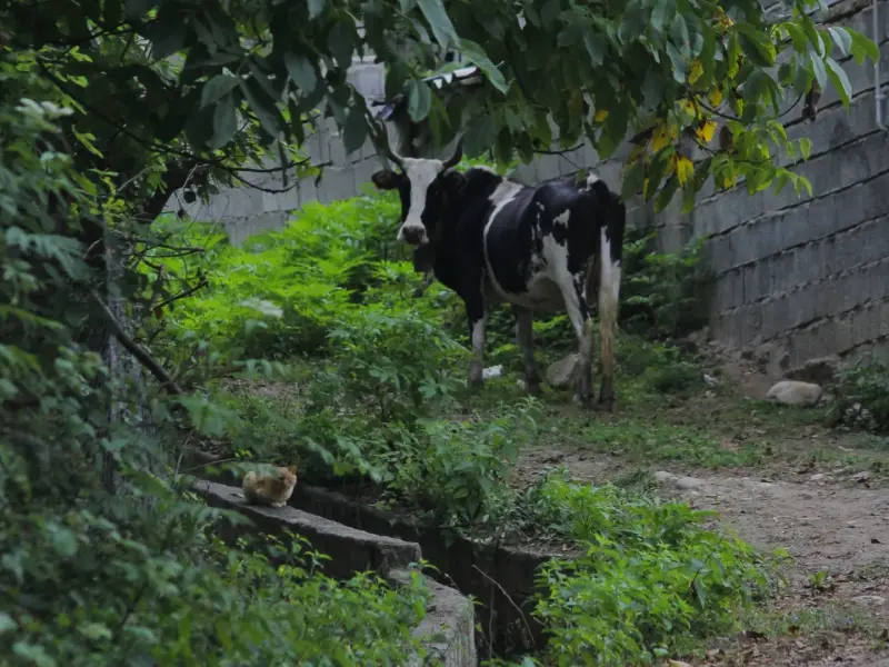 روستای چاچکام - تصویر 3