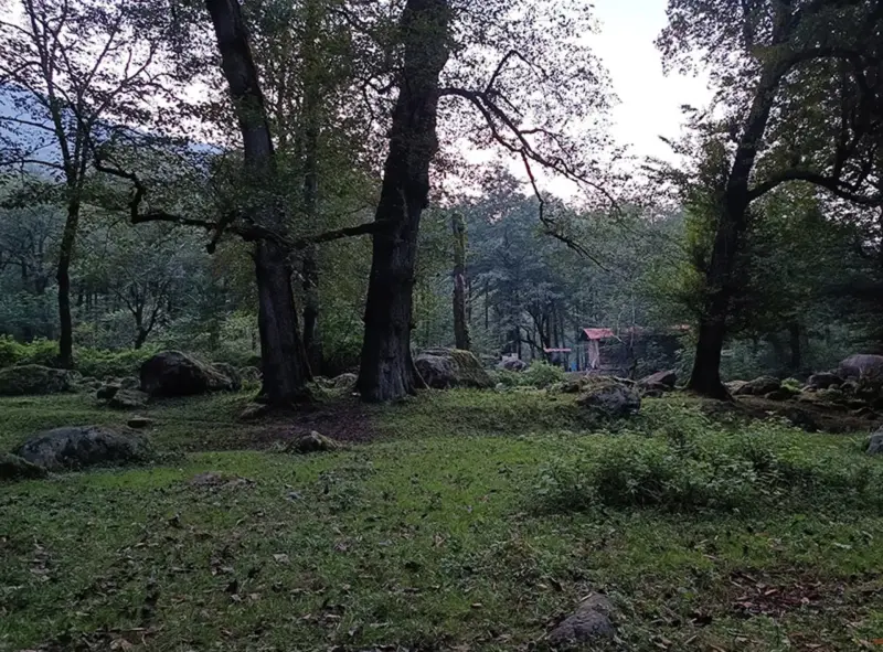 جنگل سه هزار - تصویر 2
