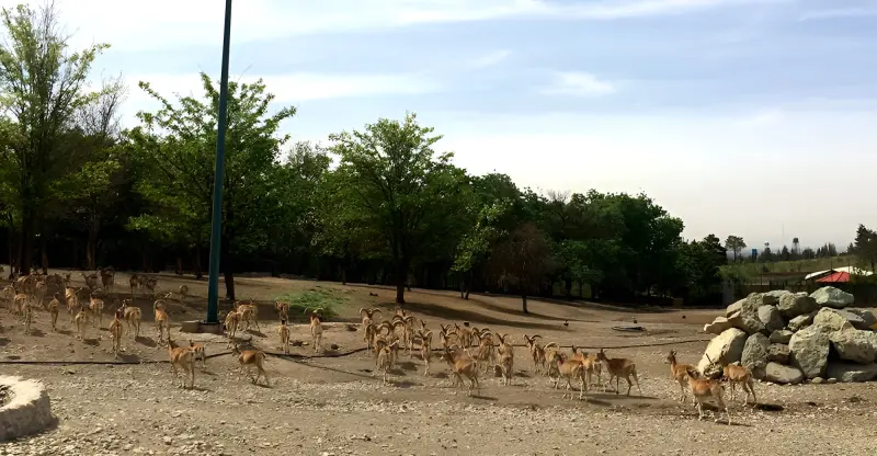 پارک جنگلی چیتگر - تصویر 3