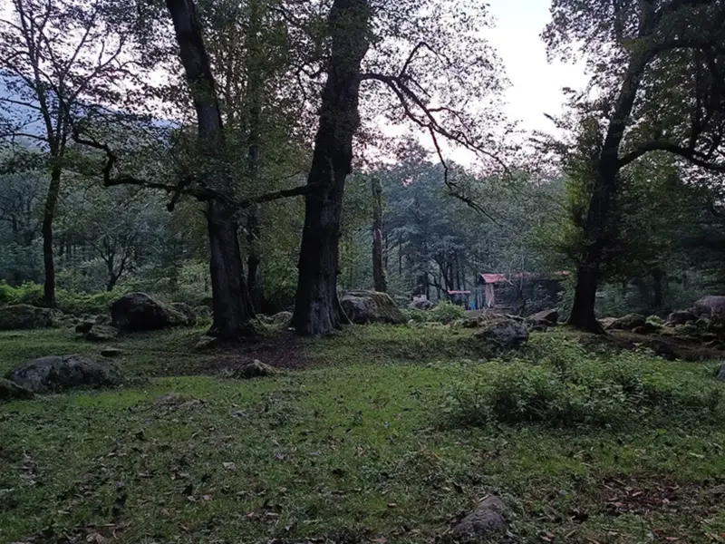 جنگل سه هزار - تصویر 2