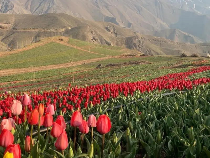 روستای کندر - تصویر 3