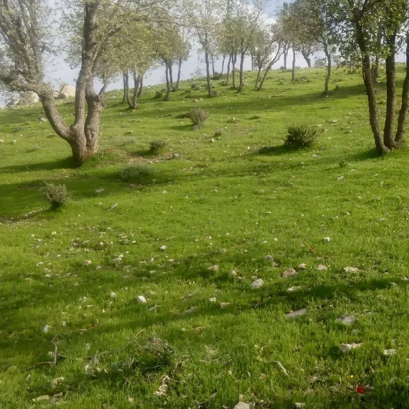 جنگل‌های بلوط استان فارس - تصویر 5