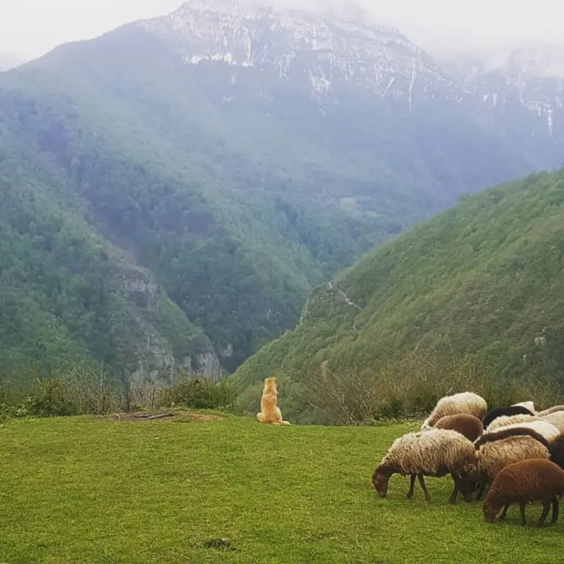 ییلاق داکو - تصویر 1