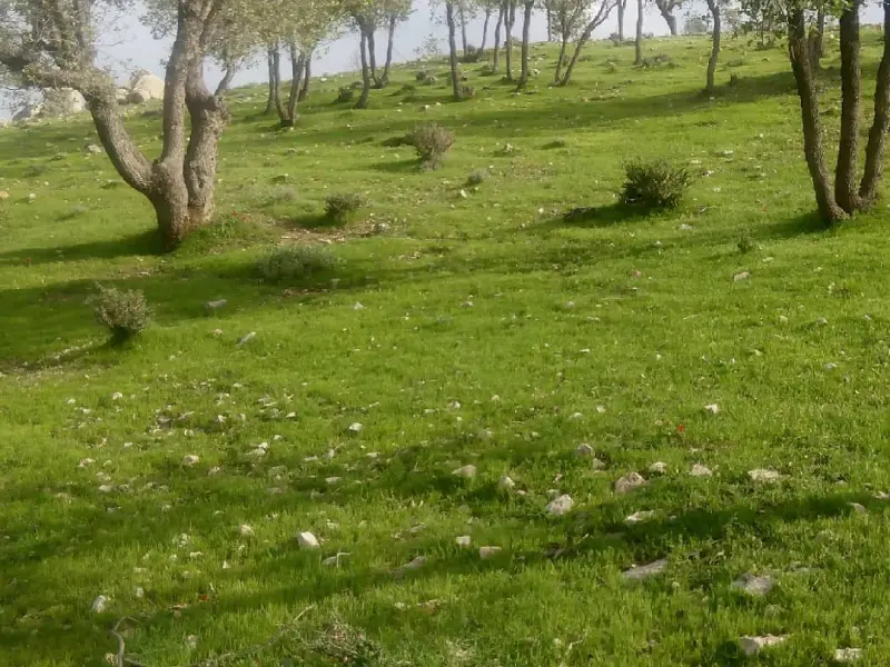 جنگل‌های بلوط استان فارس - تصویر 5