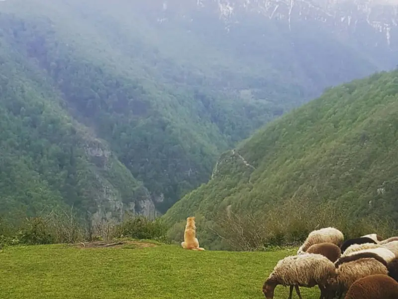 ییلاق داکو - تصویر 1