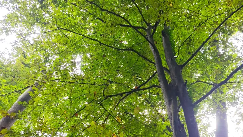 پارک جنگلی نور - تصویر 5