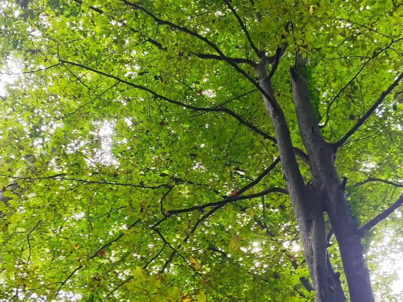 پارک جنگلی نور - تصویر 5