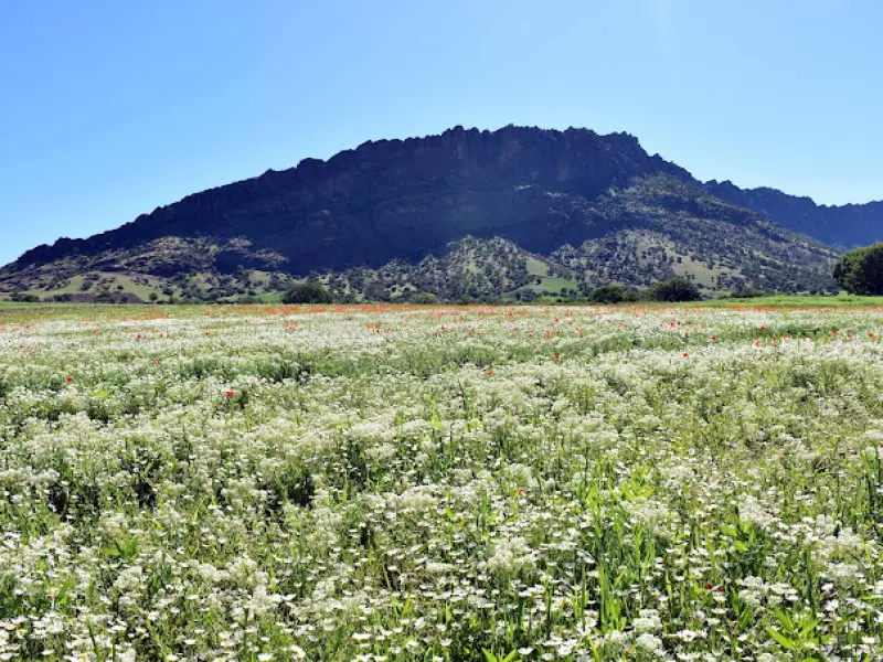 روستای سرمرغ - تصویر 1