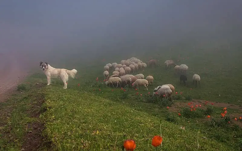 شکردشت - تصویر 2