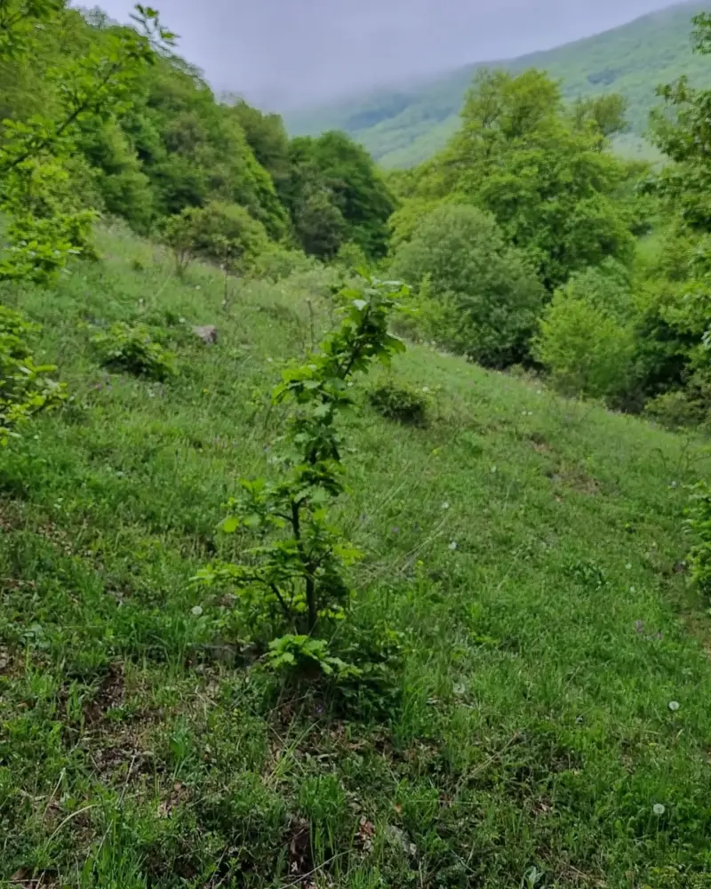 دره مکیدی - تصویر 8