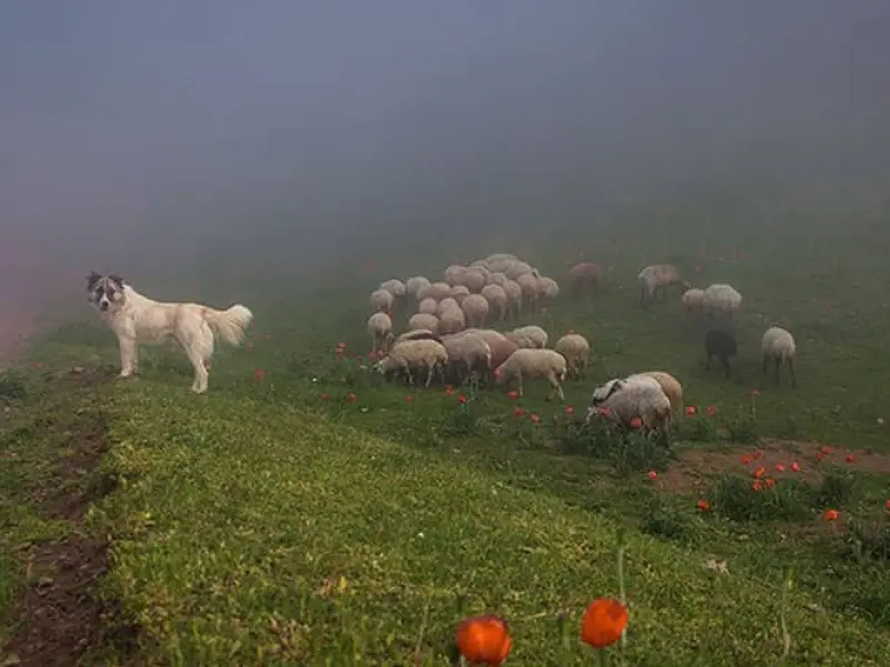 شکردشت - تصویر 2