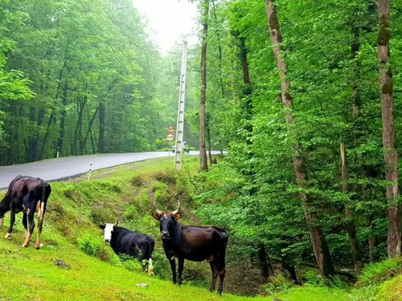 پارک جنگلی کشپل - تصویر 2