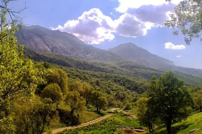 جنگل پاسند - تصویر 1