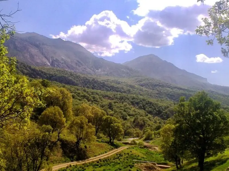 جنگل پاسند - تصویر 1