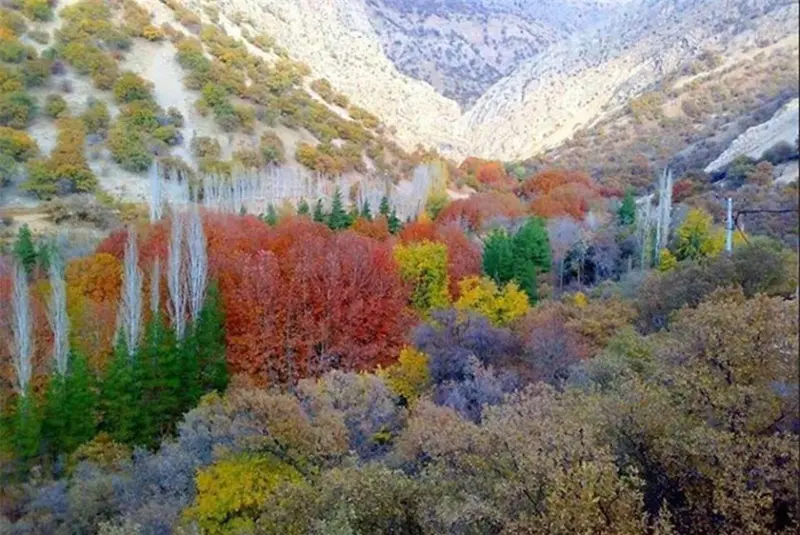 تنگ گنجه‌‌اى - تصویر 2