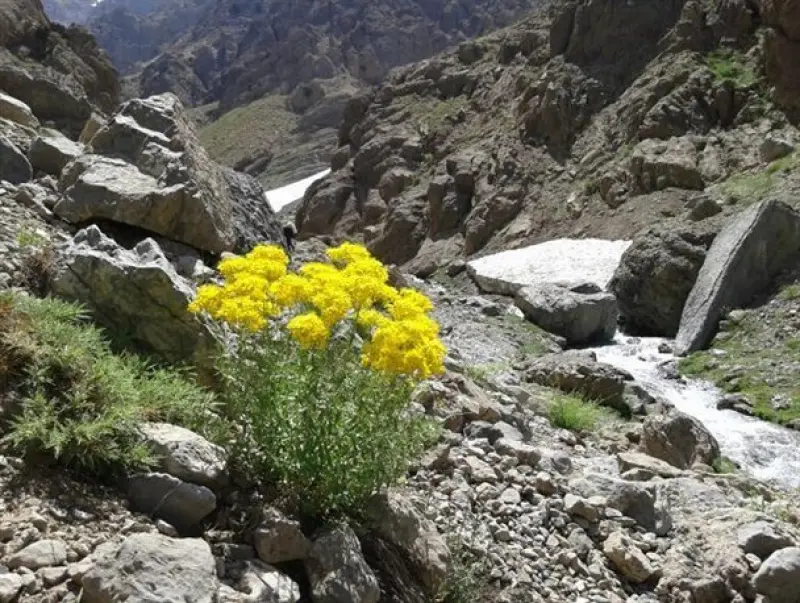 تنگ نول - تصویر 1