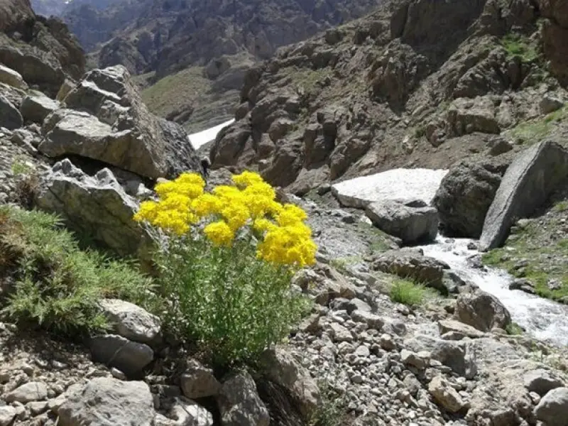 تنگ نول - تصویر 1
