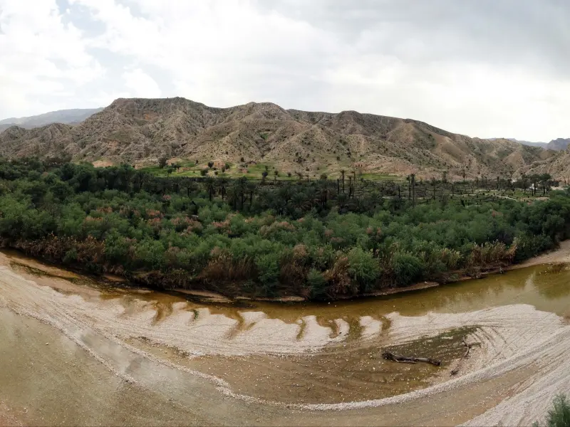 جنگل گلوبردکان