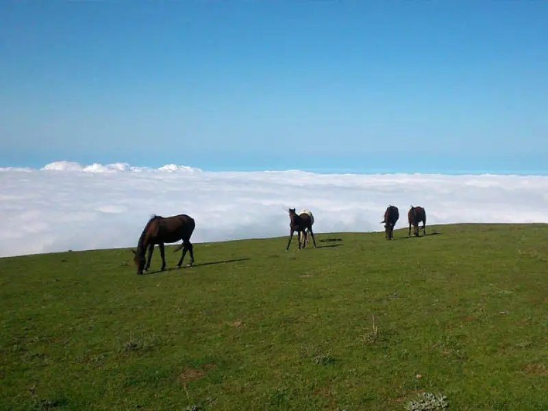 جنگل الیمستان - تصویر 1