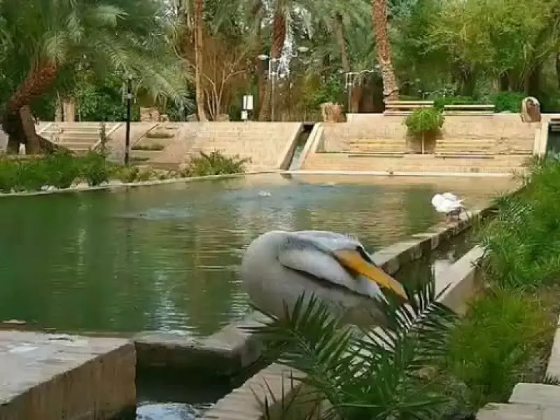 باغ گلشن طبس - تصویر 3
