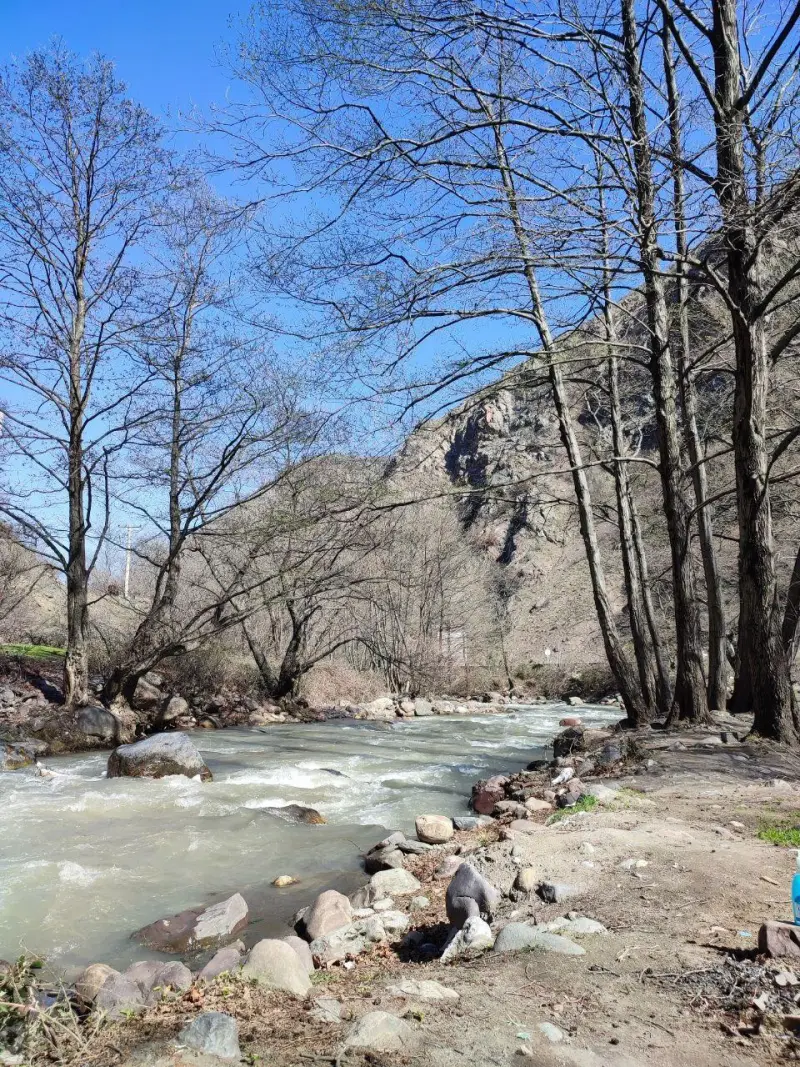جنگل نرگسی - تصویر 3