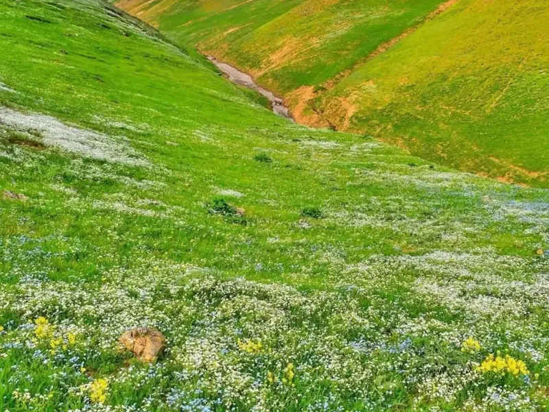 ییلاق پونل - تصویر 8