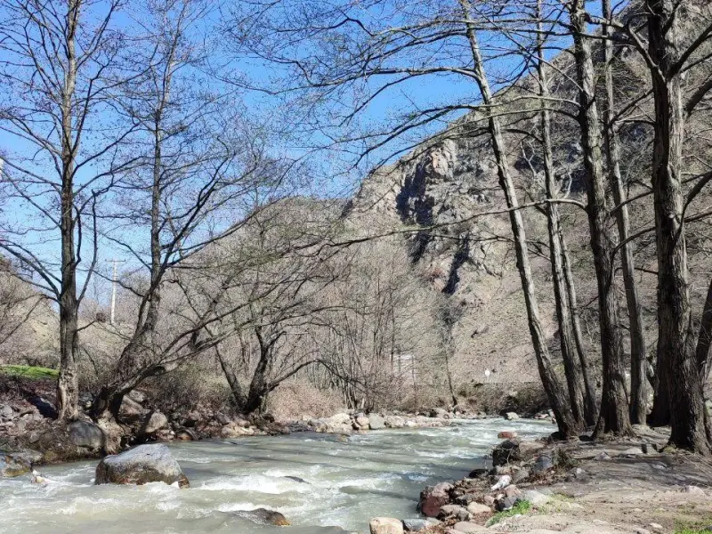 جنگل نرگسی - تصویر 3