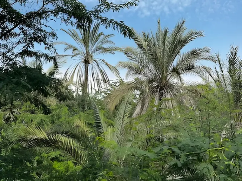نخلستان قیل - تصویر 3