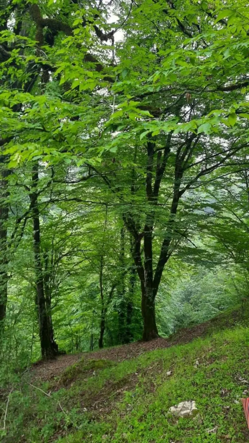 پارک جنگلی کشپل - تصویر 8