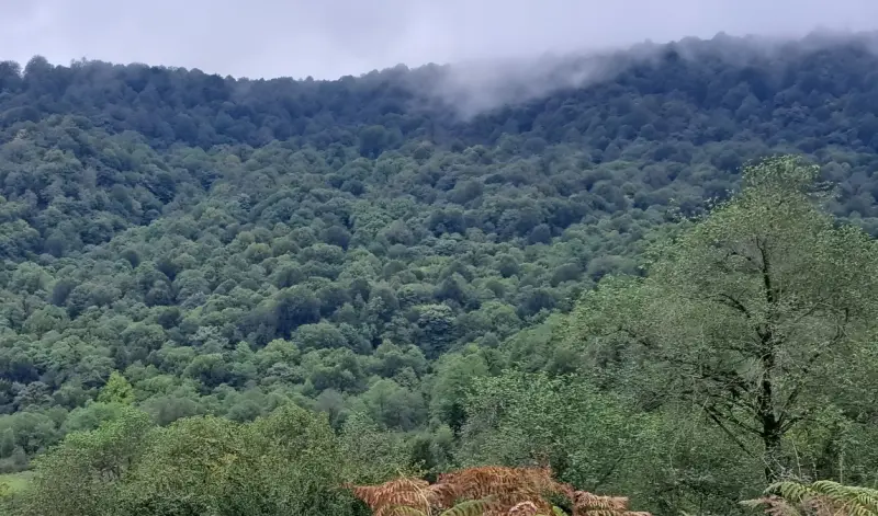 پارک جنگلی خرماچال - تصویر 3