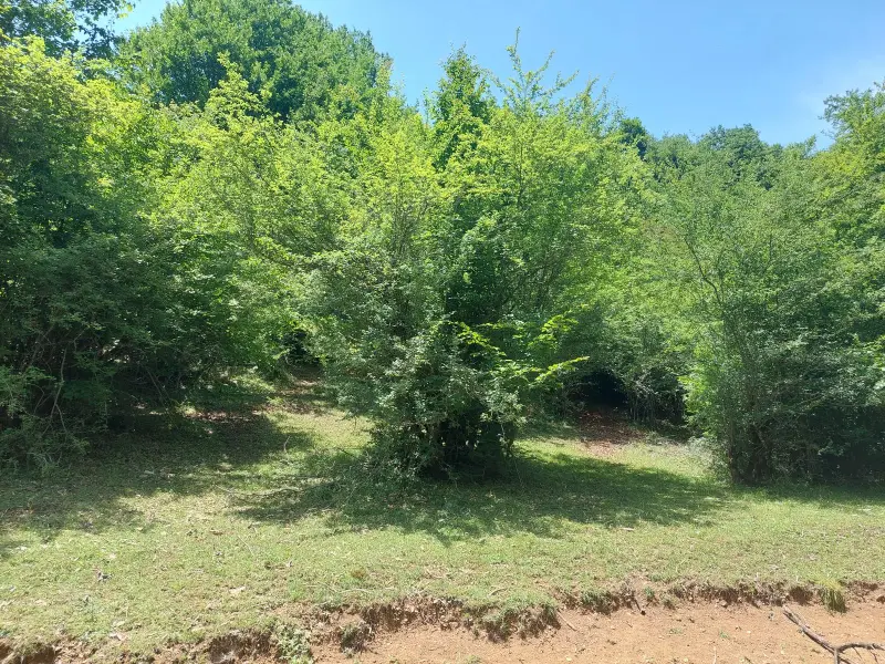 قله گوگلی - تصویر 4
