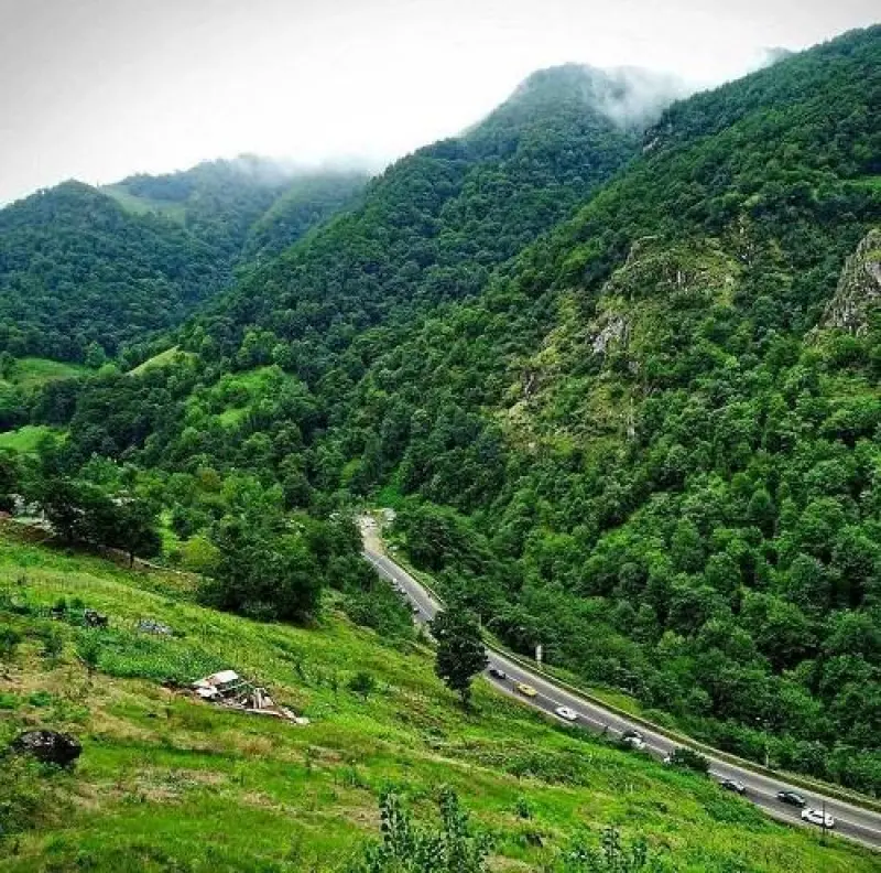 جنگل صفارود - تصویر 2