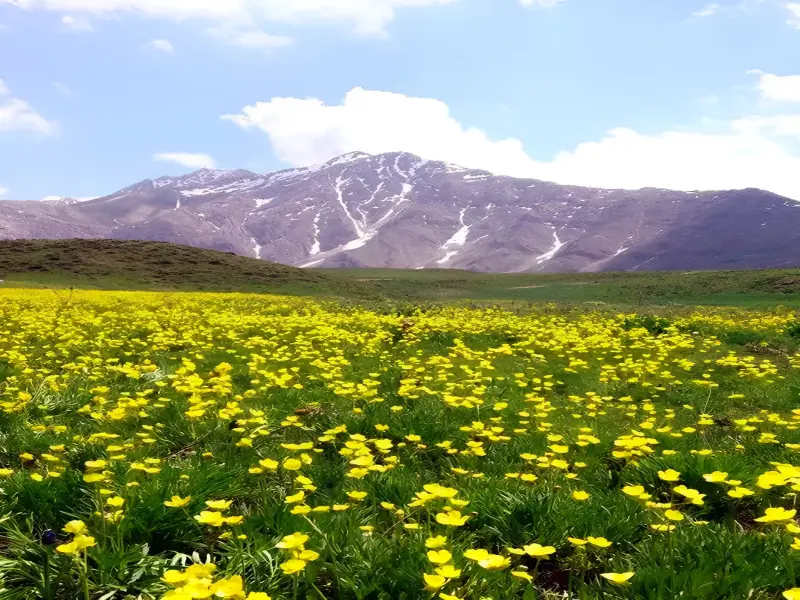 کوه چهل چشمه - تصویر 4