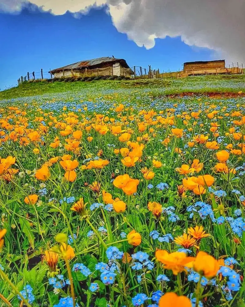 ییلاق پونل - تصویر 1