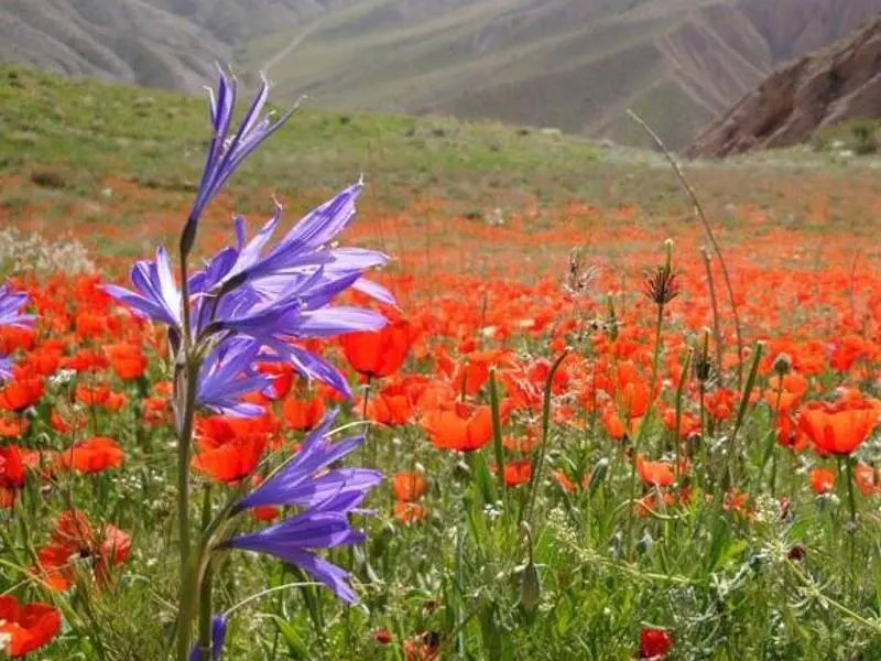پارک ملی ساریگل - تصویر 1