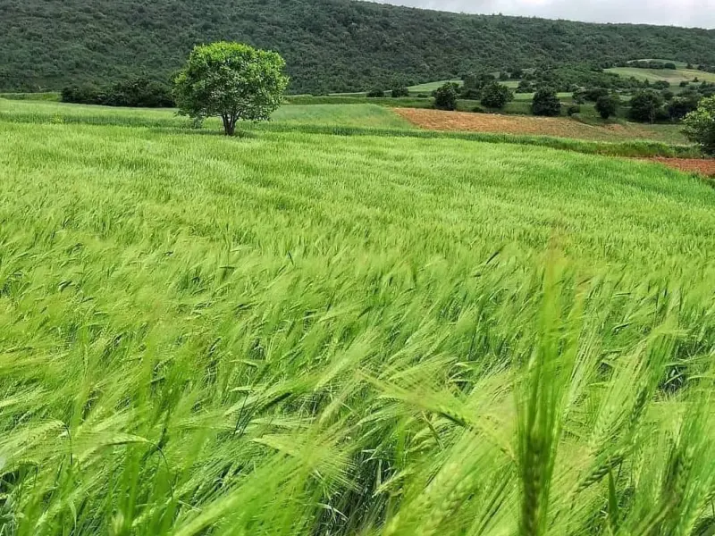 دشت استارم