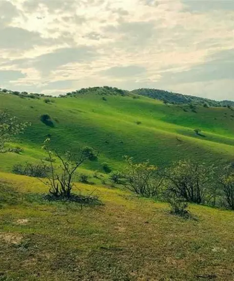 جنگل چهچهه، خراسان رضوی