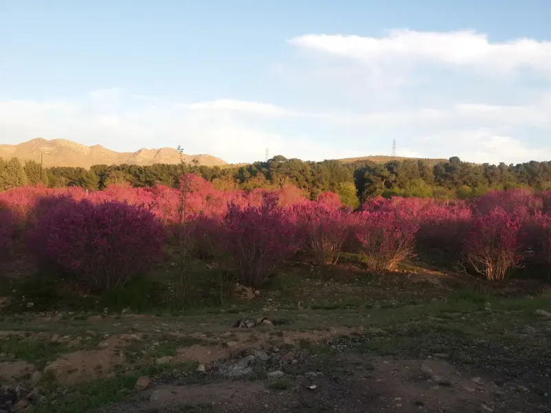 پارک ملی سرخه‌حصار - تصویر 6