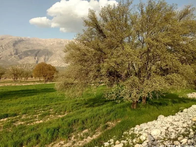 دشت برم - تصویر 3