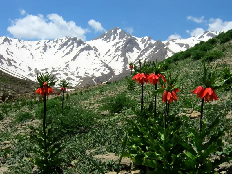 قله شاهان کوه