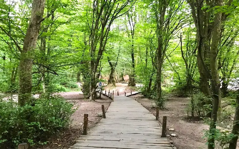 جنگل النگدره گرگان - تصویر 1