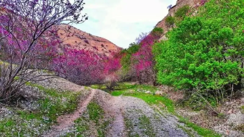 تنگه ارغوان - تصویر 2