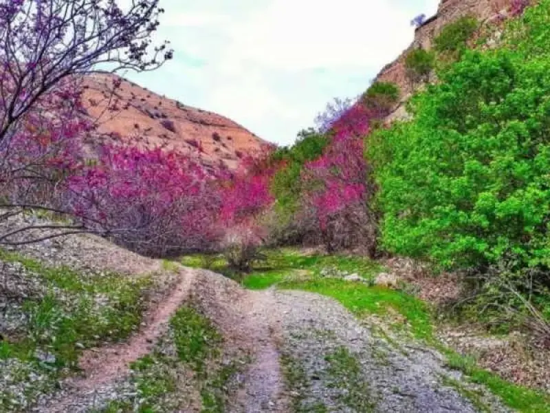 تنگه ارغوان - تصویر 2