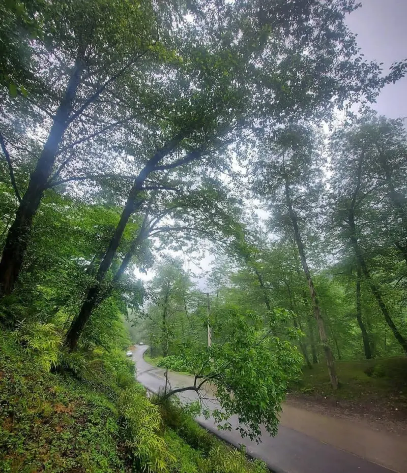 پارک جنگلی کشپل - تصویر 5