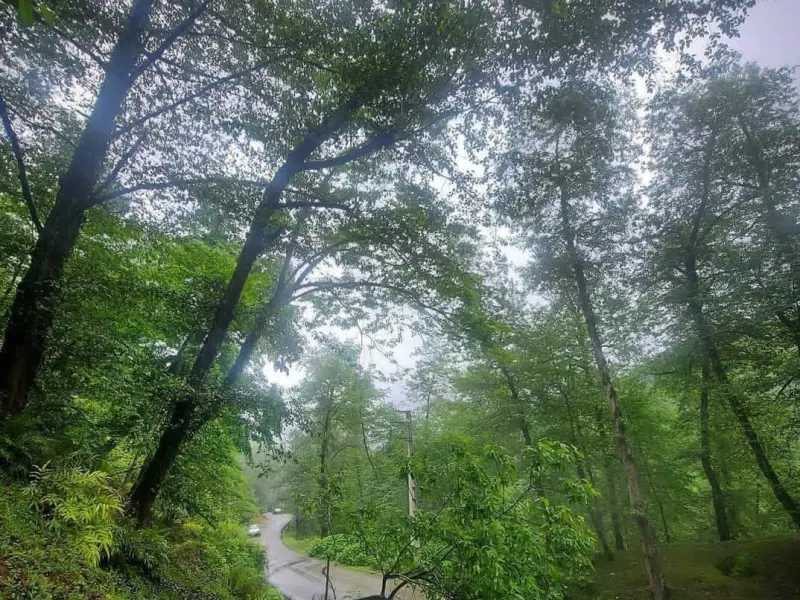 پارک جنگلی کشپل - تصویر 5
