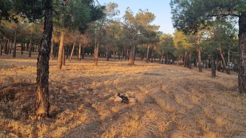 پارک جنگلی چیتگر - تصویر 2